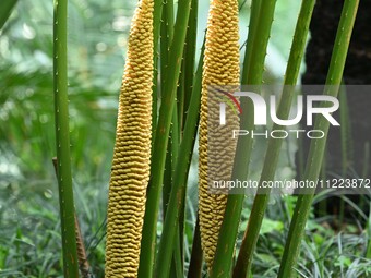 A cycad tree, which is over 1,360 years old, is blooming in Nanning, China, on May 9, 2024. This ancient cycad flowers annually, creating a...