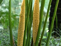 A cycad tree, which is over 1,360 years old, is blooming in Nanning, China, on May 9, 2024. This ancient cycad flowers annually, creating a...