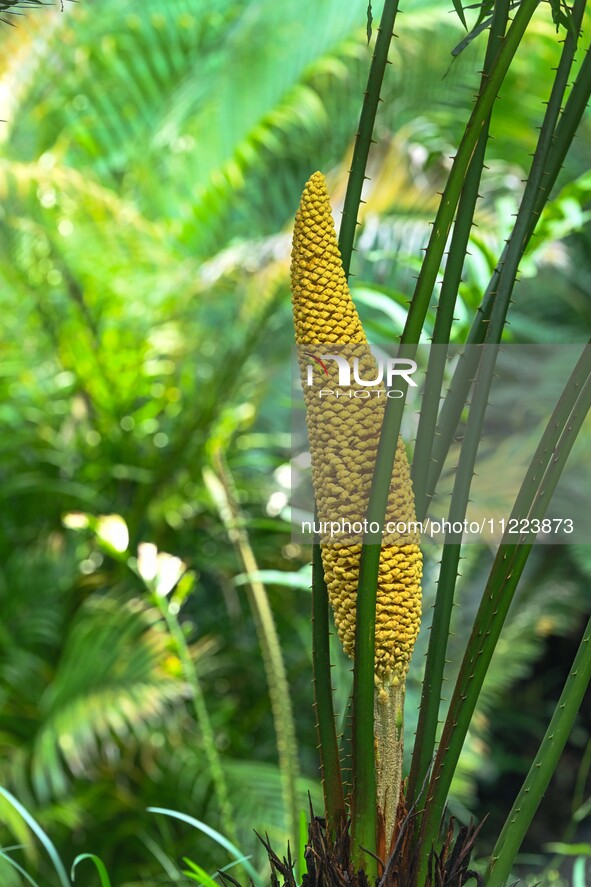 A cycad tree, which is over 1,360 years old, is blooming in Nanning, China, on May 9, 2024. This ancient cycad flowers annually, creating a...