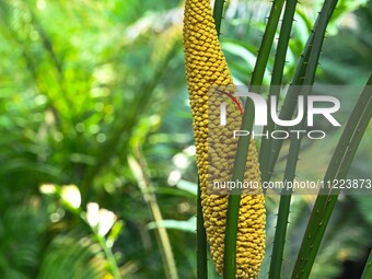 A cycad tree, which is over 1,360 years old, is blooming in Nanning, China, on May 9, 2024. This ancient cycad flowers annually, creating a...