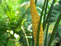 A cycad tree, which is over 1,360 years old, is blooming in Nanning, China, on May 9, 2024. This ancient cycad flowers annually, creating a...