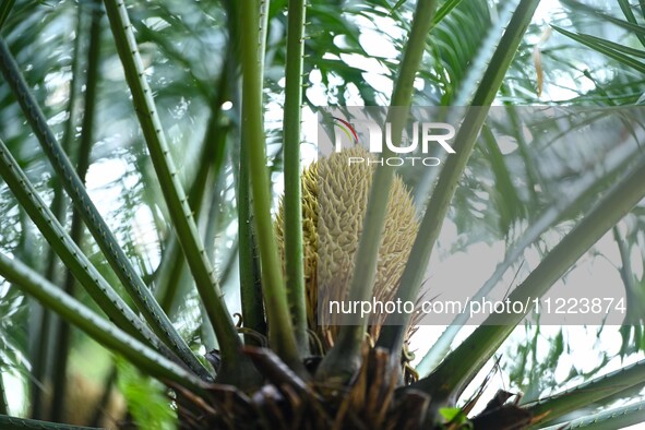 A cycad tree, which is over 1,360 years old, is blooming in Nanning, China, on May 9, 2024. This ancient cycad flowers annually, creating a...