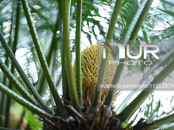 A cycad tree, which is over 1,360 years old, is blooming in Nanning, China, on May 9, 2024. This ancient cycad flowers annually, creating a...