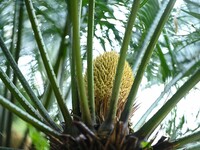 A cycad tree, which is over 1,360 years old, is blooming in Nanning, China, on May 9, 2024. This ancient cycad flowers annually, creating a...