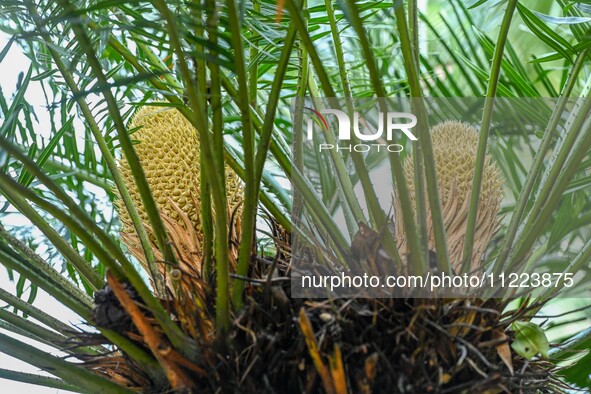 A cycad tree, which is over 1,360 years old, is blooming in Nanning, China, on May 9, 2024. This ancient cycad flowers annually, creating a...