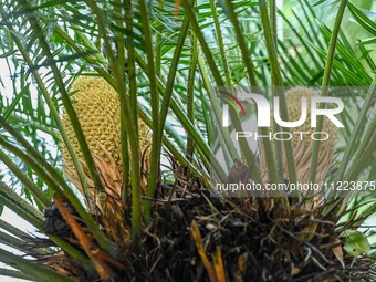 A cycad tree, which is over 1,360 years old, is blooming in Nanning, China, on May 9, 2024. This ancient cycad flowers annually, creating a...