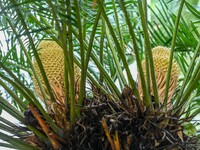 A cycad tree, which is over 1,360 years old, is blooming in Nanning, China, on May 9, 2024. This ancient cycad flowers annually, creating a...