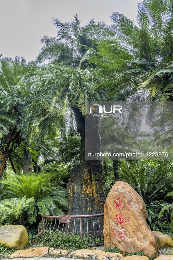 A cycad tree, which is over 1,360 years old, is blooming in Nanning, China, on May 9, 2024. This ancient cycad flowers annually, creating a...