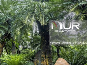 A cycad tree, which is over 1,360 years old, is blooming in Nanning, China, on May 9, 2024. This ancient cycad flowers annually, creating a...