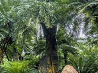 A cycad tree, which is over 1,360 years old, is blooming in Nanning, China, on May 9, 2024. This ancient cycad flowers annually, creating a...