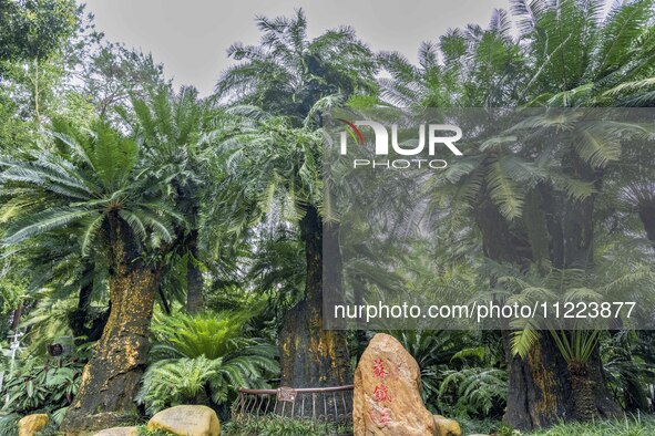 A cycad tree, which is over 1,360 years old, is blooming in Nanning, China, on May 9, 2024. This ancient cycad flowers annually, creating a...