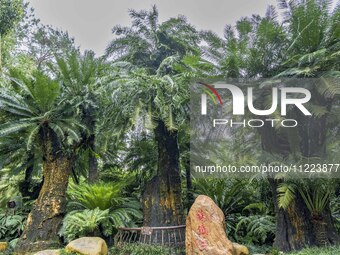 A cycad tree, which is over 1,360 years old, is blooming in Nanning, China, on May 9, 2024. This ancient cycad flowers annually, creating a...