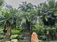 A cycad tree, which is over 1,360 years old, is blooming in Nanning, China, on May 9, 2024. This ancient cycad flowers annually, creating a...