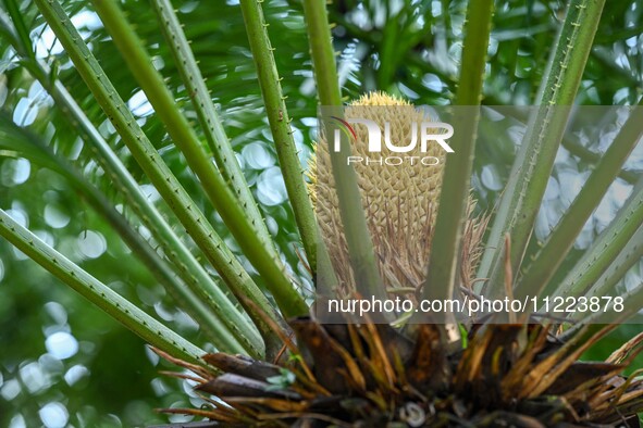 A cycad tree, which is over 1,360 years old, is blooming in Nanning, China, on May 9, 2024. This ancient cycad flowers annually, creating a...