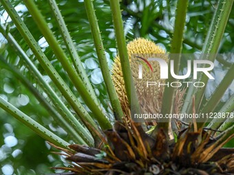 A cycad tree, which is over 1,360 years old, is blooming in Nanning, China, on May 9, 2024. This ancient cycad flowers annually, creating a...