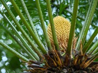 A cycad tree, which is over 1,360 years old, is blooming in Nanning, China, on May 9, 2024. This ancient cycad flowers annually, creating a...