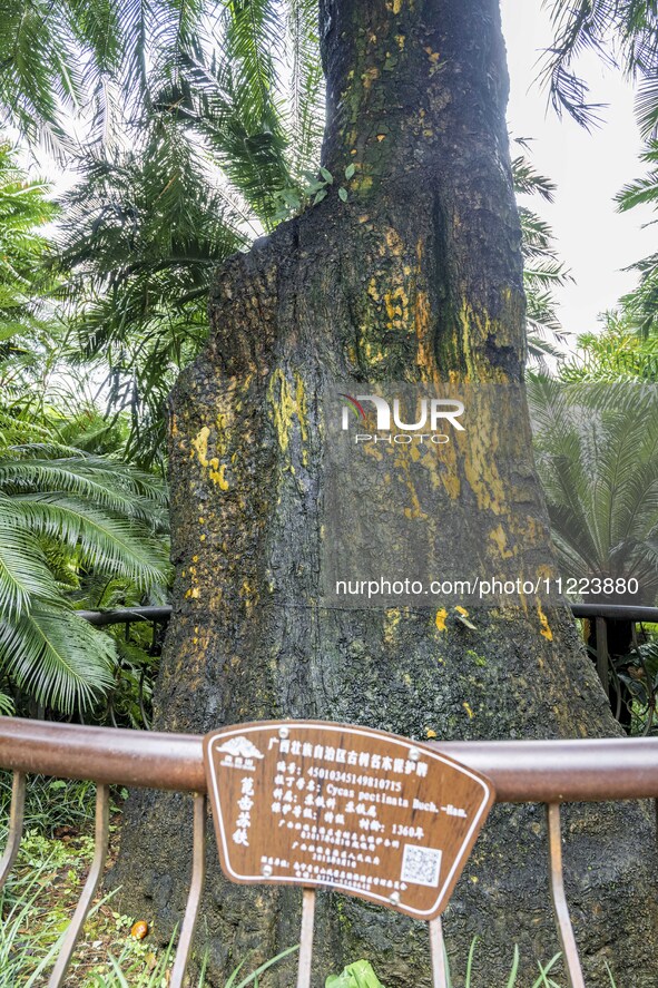 A cycad tree, which is over 1,360 years old, is blooming in Nanning, China, on May 9, 2024. This ancient cycad flowers annually, creating a...