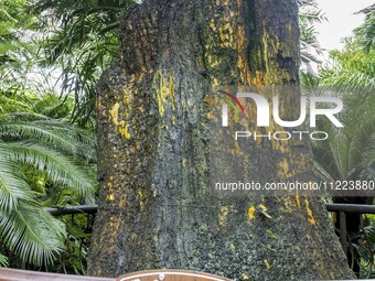 A cycad tree, which is over 1,360 years old, is blooming in Nanning, China, on May 9, 2024. This ancient cycad flowers annually, creating a...