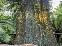 A cycad tree, which is over 1,360 years old, is blooming in Nanning, China, on May 9, 2024. This ancient cycad flowers annually, creating a...