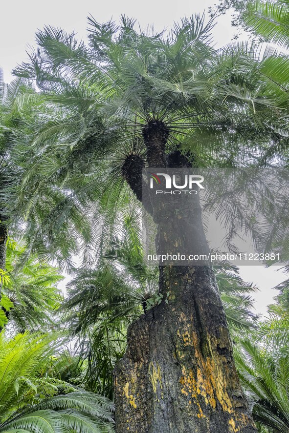 A cycad tree, which is over 1,360 years old, is blooming in Nanning, China, on May 9, 2024. This ancient cycad flowers annually, creating a...