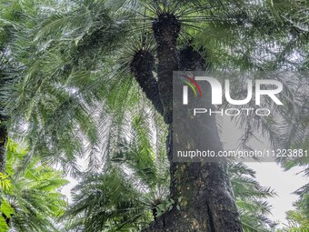 A cycad tree, which is over 1,360 years old, is blooming in Nanning, China, on May 9, 2024. This ancient cycad flowers annually, creating a...