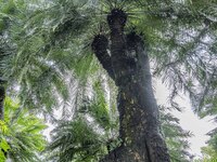 A cycad tree, which is over 1,360 years old, is blooming in Nanning, China, on May 9, 2024. This ancient cycad flowers annually, creating a...