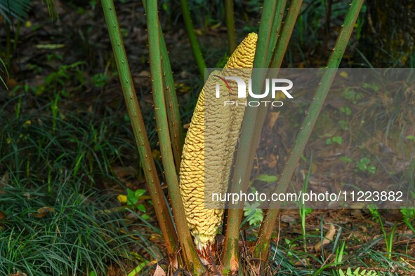 A cycad tree, which is over 1,360 years old, is blooming in Nanning, China, on May 9, 2024. This ancient cycad flowers annually, creating a...