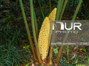 A cycad tree, which is over 1,360 years old, is blooming in Nanning, China, on May 9, 2024. This ancient cycad flowers annually, creating a...