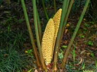 A cycad tree, which is over 1,360 years old, is blooming in Nanning, China, on May 9, 2024. This ancient cycad flowers annually, creating a...