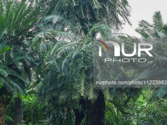 A cycad tree, which is over 1,360 years old, is blooming in Nanning, China, on May 9, 2024. This ancient cycad flowers annually, creating a...