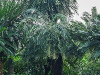 A cycad tree, which is over 1,360 years old, is blooming in Nanning, China, on May 9, 2024. This ancient cycad flowers annually, creating a...