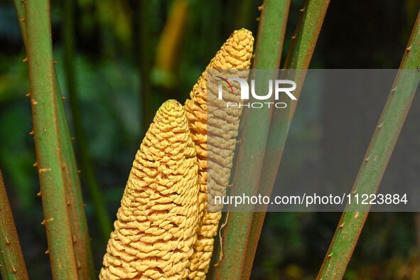 A cycad tree, which is over 1,360 years old, is blooming in Nanning, China, on May 9, 2024. This ancient cycad flowers annually, creating a...