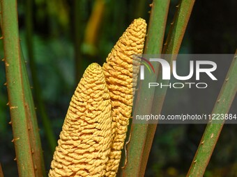 A cycad tree, which is over 1,360 years old, is blooming in Nanning, China, on May 9, 2024. This ancient cycad flowers annually, creating a...