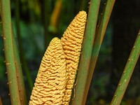 A cycad tree, which is over 1,360 years old, is blooming in Nanning, China, on May 9, 2024. This ancient cycad flowers annually, creating a...