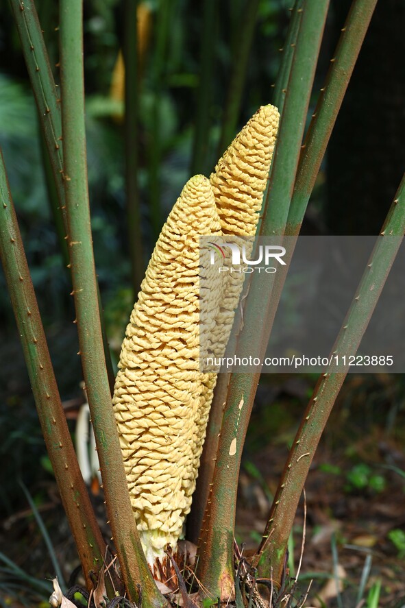 A cycad tree, which is over 1,360 years old, is blooming in Nanning, China, on May 9, 2024. This ancient cycad flowers annually, creating a...