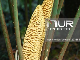 A cycad tree, which is over 1,360 years old, is blooming in Nanning, China, on May 9, 2024. This ancient cycad flowers annually, creating a...