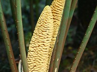 A cycad tree, which is over 1,360 years old, is blooming in Nanning, China, on May 9, 2024. This ancient cycad flowers annually, creating a...