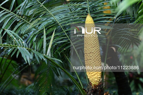 A cycad tree, which is over 1,360 years old, is blooming in Nanning, China, on May 9, 2024. This ancient cycad flowers annually, creating a...