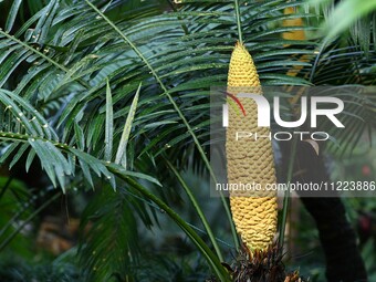 A cycad tree, which is over 1,360 years old, is blooming in Nanning, China, on May 9, 2024. This ancient cycad flowers annually, creating a...