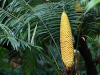 A cycad tree, which is over 1,360 years old, is blooming in Nanning, China, on May 9, 2024. This ancient cycad flowers annually, creating a...