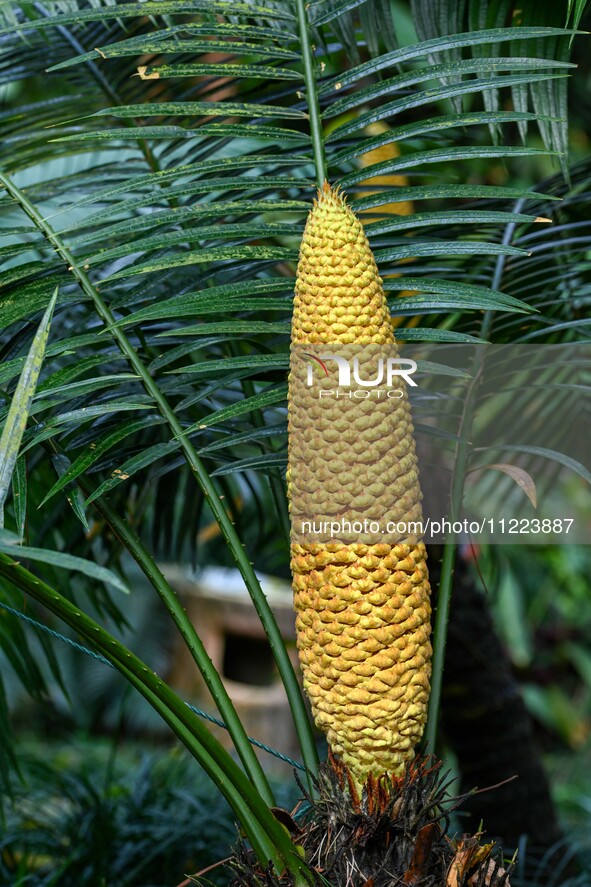 A cycad tree, which is over 1,360 years old, is blooming in Nanning, China, on May 9, 2024. This ancient cycad flowers annually, creating a...