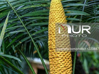 A cycad tree, which is over 1,360 years old, is blooming in Nanning, China, on May 9, 2024. This ancient cycad flowers annually, creating a...