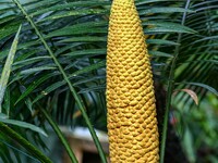 A cycad tree, which is over 1,360 years old, is blooming in Nanning, China, on May 9, 2024. This ancient cycad flowers annually, creating a...