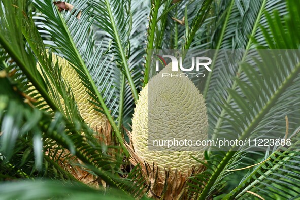 A cycad tree, which is over 1,360 years old, is blooming in Nanning, China, on May 9, 2024. This ancient cycad flowers annually, creating a...