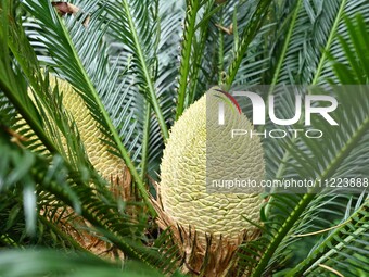 A cycad tree, which is over 1,360 years old, is blooming in Nanning, China, on May 9, 2024. This ancient cycad flowers annually, creating a...