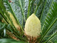 A cycad tree, which is over 1,360 years old, is blooming in Nanning, China, on May 9, 2024. This ancient cycad flowers annually, creating a...