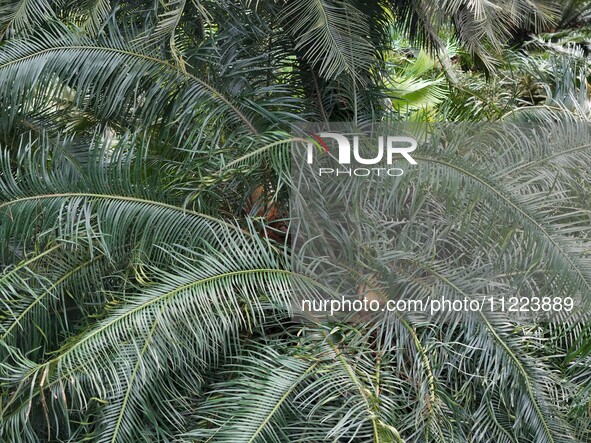 A cycad tree, which is over 1,360 years old, is blooming in Nanning, China, on May 9, 2024. This ancient cycad flowers annually, creating a...