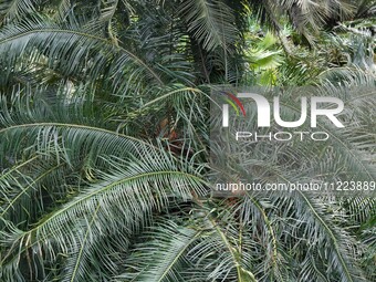 A cycad tree, which is over 1,360 years old, is blooming in Nanning, China, on May 9, 2024. This ancient cycad flowers annually, creating a...