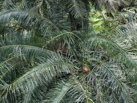 A cycad tree, which is over 1,360 years old, is blooming in Nanning, China, on May 9, 2024. This ancient cycad flowers annually, creating a...