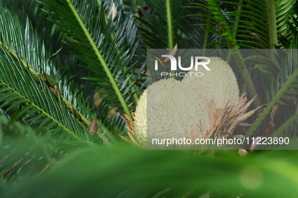 A cycad tree, which is over 1,360 years old, is blooming in Nanning, China, on May 9, 2024. This ancient cycad flowers annually, creating a...